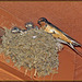 Barn Swallow Nest