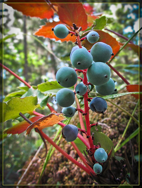 Blue Berries