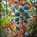 Blue Berries