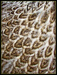 Feather Texture