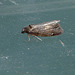 Little Brown Tort Moth
