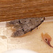 Unknown Micro Moth