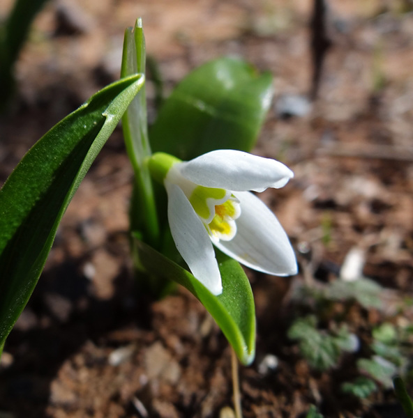 Second Snowdrop