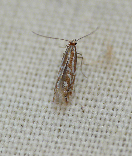 Unknown Lithocolletinae sp.