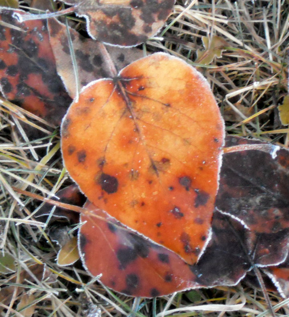 October frost