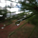 Raindrop on pine needle
