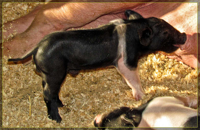 Piglet at the Milk Station