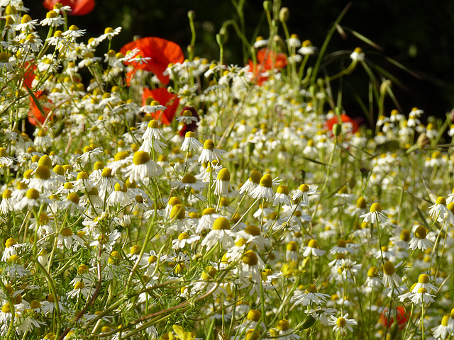 Scentless Mayweed & Poppies