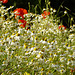 Scentless Mayweed & Poppies