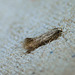 And Another Unknown Micro Moth