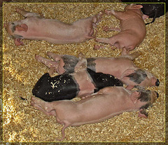 Pile of Piglets