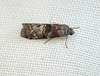 Phycita roborella Moth