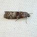 Phycita roborella Moth