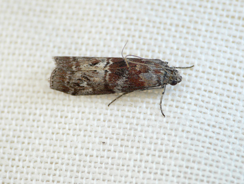 Phycita roborella Moth