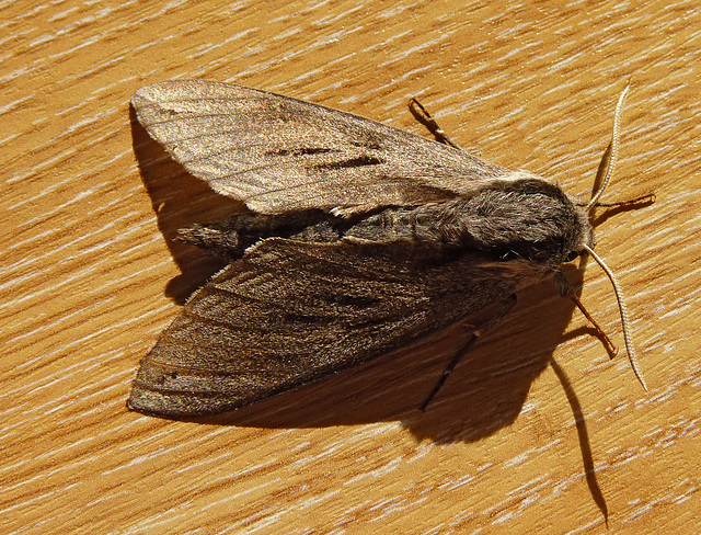 Pine Hawk-moth