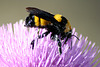 Bumblebee on  a Milk Thistle