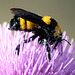 Bumblebee on  a Milk Thistle