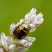 Rosemary Beetle on Lavendar
