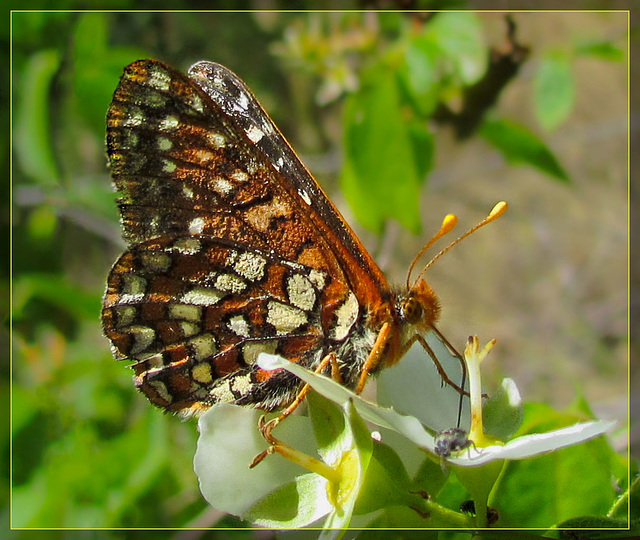 Checkered Butterfly