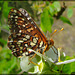 Checkered Butterfly