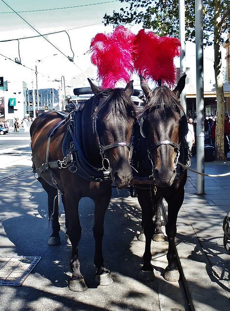 horse gals out on the town