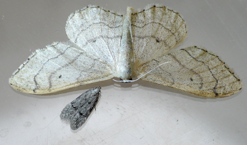 Teleiodes vulgella with Riband