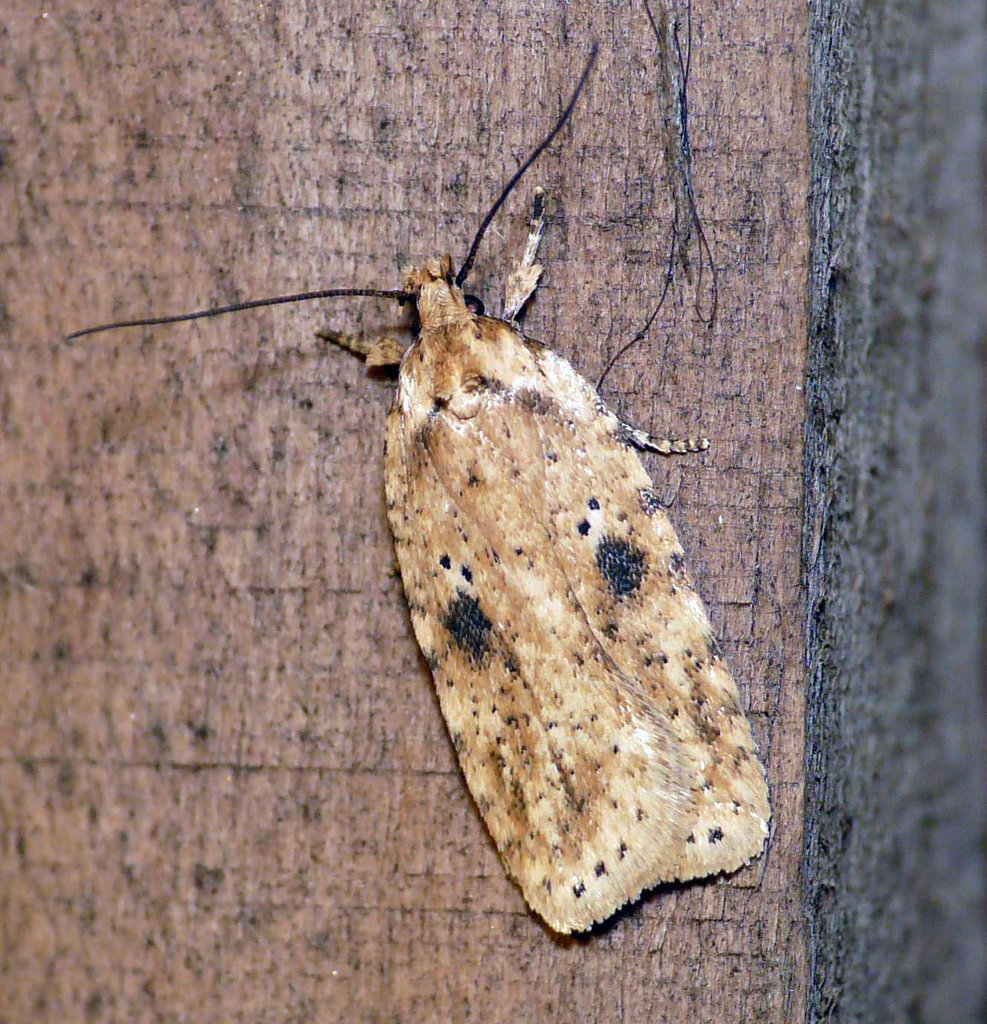 Agonopterix Arenella