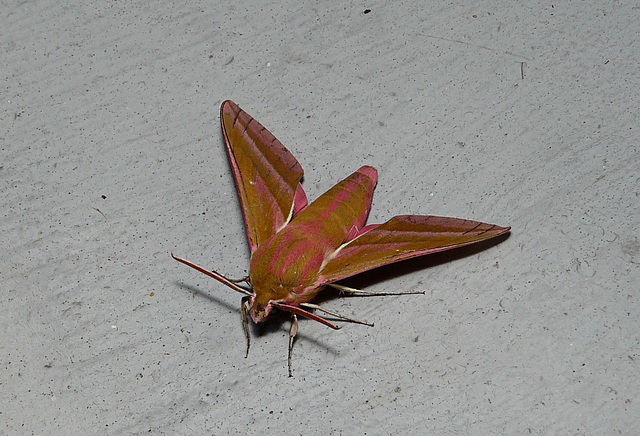 Elephant Hawk-moth