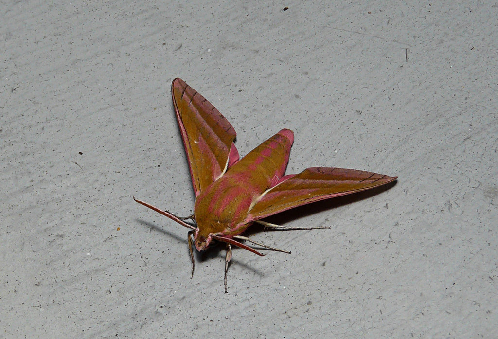 Elephant Hawk-moth