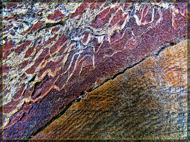 Sawed Log Texture