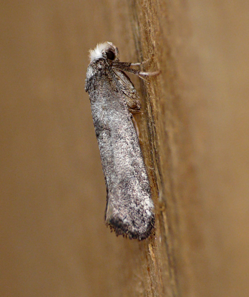 Paraswammerdamia albicapitella