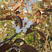 Blühende Kriecherl, Kriechen-Pflaume (Prunus domestica subsp. insititia)