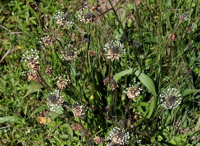 Plantago lanceolata - Plantain lanceolé