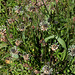 Plantago lanceolata - Plantain lanceolé