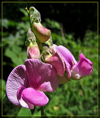 Common Vetch