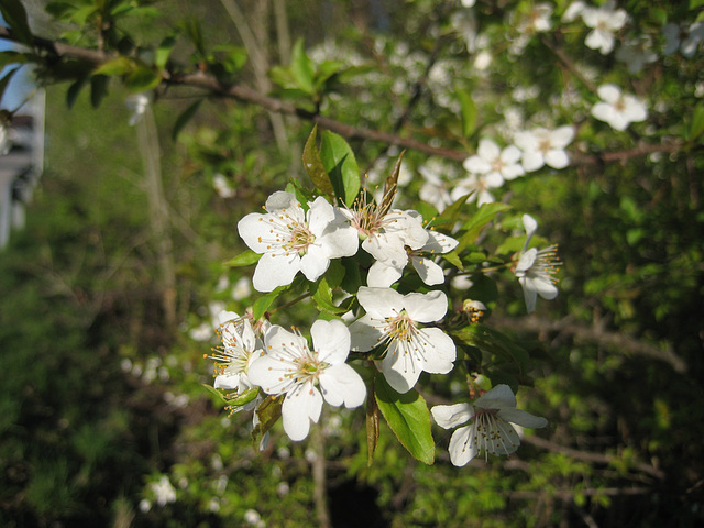 Blühende Kriecherl, Kriechen-Pflaume (Prunus domestica subsp. insititia)