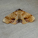 Scorched Wing Moth