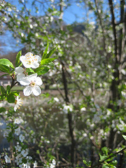 Blühende Kriecherl, Kriechen-Pflaume (Prunus domestica subsp. insititia)