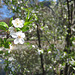 Blühende Kriecherl, Kriechen-Pflaume (Prunus domestica subsp. insititia)