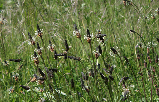 Plantago lanceolata - Plantain lanceolé (4)