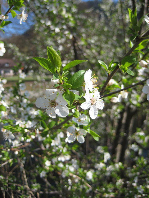 Blühende Kriecherl, Mirabellen (Prunus domestica subsp. syriaca)