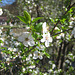 Blühende Kriecherl, Mirabellen (Prunus domestica subsp. syriaca)