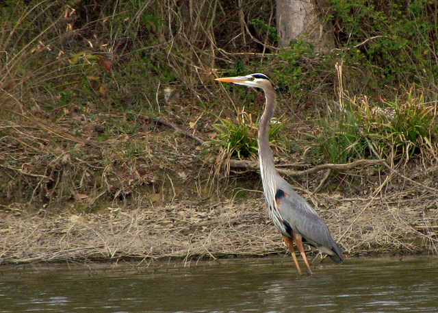 Great Blue Heron