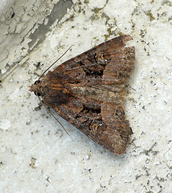 Lesser/Common Rustic sp.