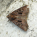 Lesser/Common Rustic sp.