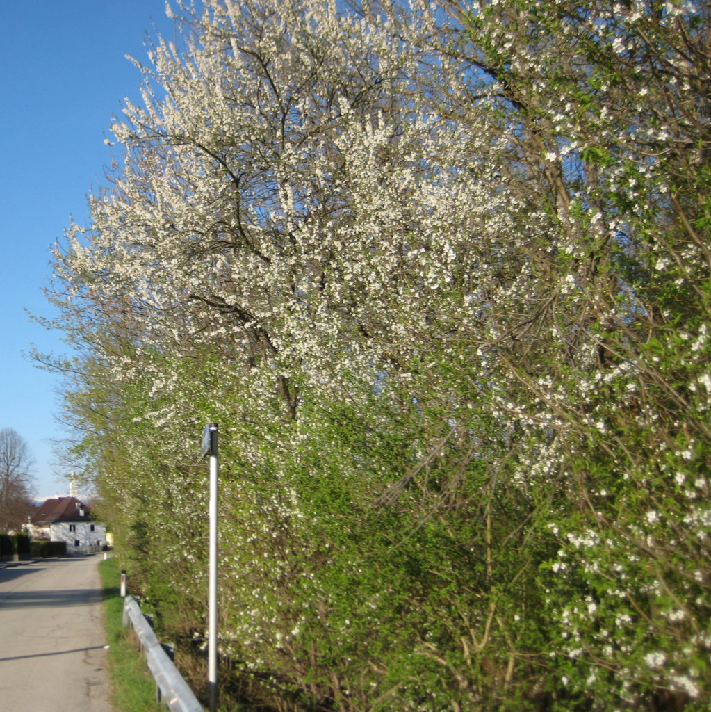 Blühende Kriecherl, Kriechen-Pflaume (Prunus domestica subsp. insititia)