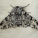 Peppered Moth