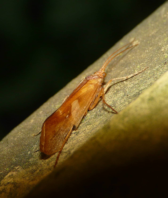 Caddis Fly Side