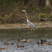 Great Blue Heron with Coots and Gadwalls