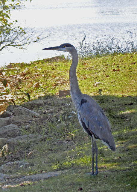 Great Blue Heron